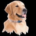 Invisiblefence.com Promo Codes for April 2026