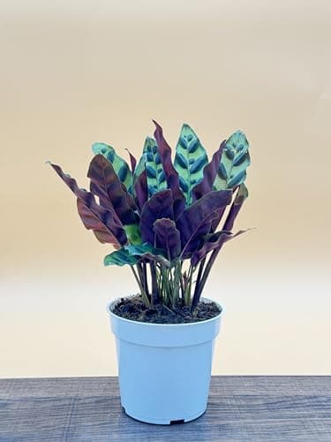 Rattlesnake Calathea Live Plant - Air Purifier, Colorful House Plant, Ideal for Home Decor and Room Decor - Rattlesnake for Indoor Plants, Calathea Lancifolia Prayer Plant